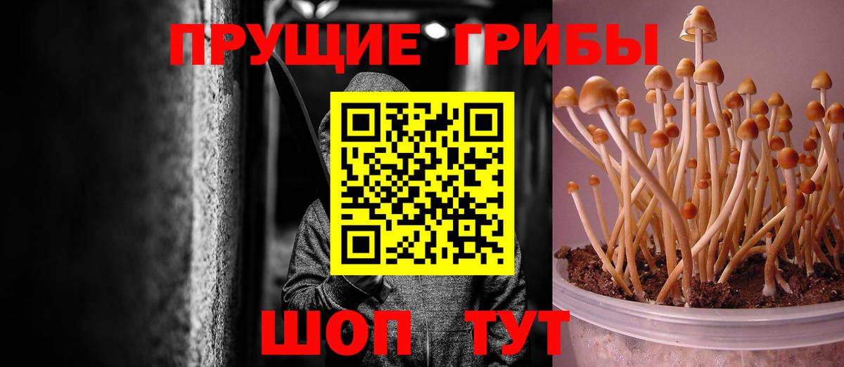 Карачаевск  Галлюциногенные грибы Cubensis  Вход с VPN 